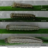 chaz persephone larva2 volg